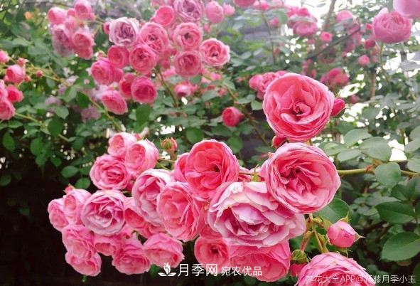 6種月季太勤快，開花一茬接一茬，花量大還抗病！(圖2)