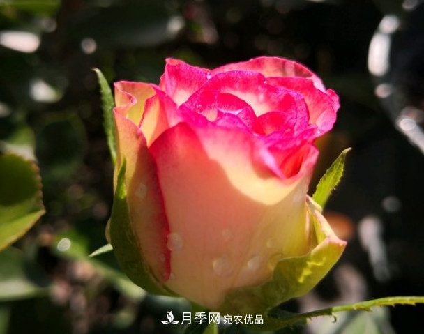 6種月季太勤快，開花一茬接一茬，花量大還抗??！(圖6)