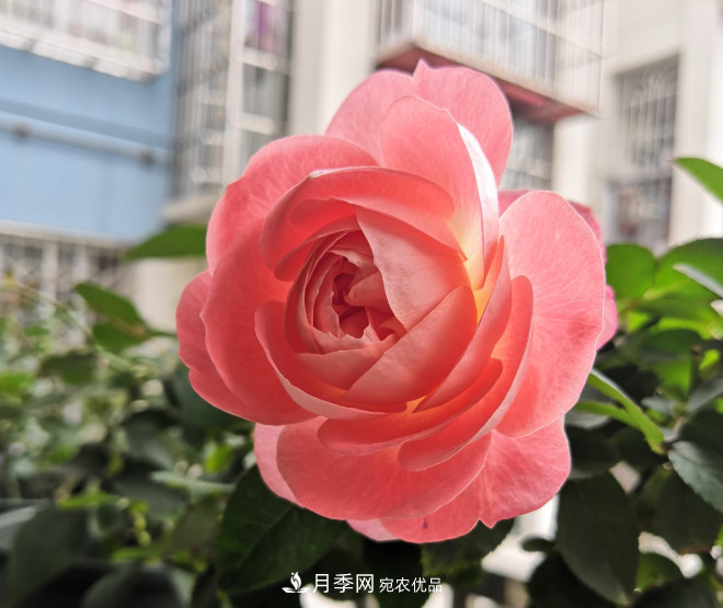 6種月季太勤快，開花一茬接一茬，花量大還抗??！(圖5)
