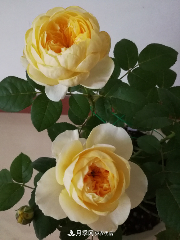 6種月季太勤快，開花一茬接一茬，花量大還抗??！(圖8)
