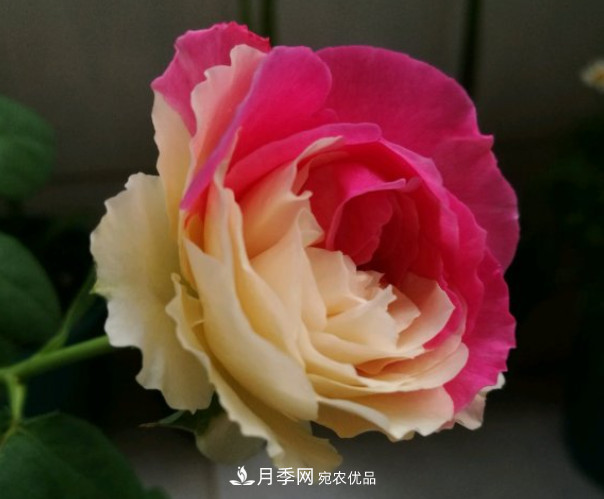 6種月季太勤快，開花一茬接一茬，花量大還抗?。?圖10)