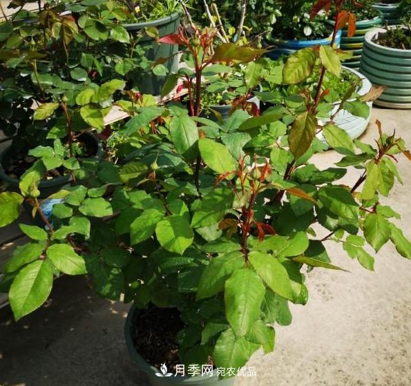養(yǎng)的月季為什么不愛長？這幾個(gè)原因***常見(圖1)