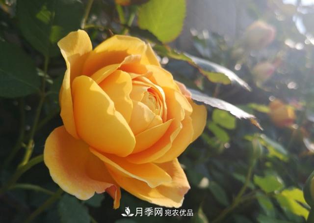養(yǎng)的月季為什么不愛長？這幾個(gè)原因***常見(圖2)