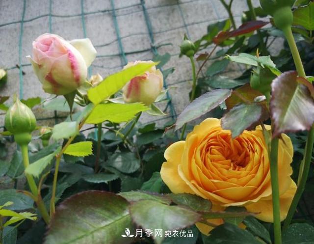 養(yǎng)的月季為什么不愛長？這幾個(gè)原因***常見(圖3)
