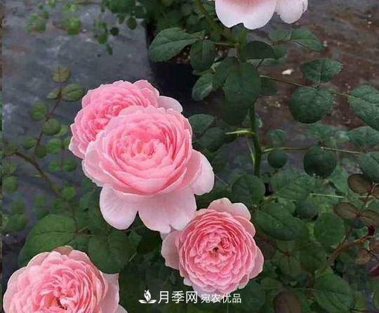 養(yǎng)的月季為什么不愛長？這幾個(gè)原因***常見(圖4)