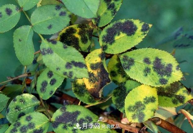 養(yǎng)的月季為什么不愛長？這幾個(gè)原因***常見(圖5)