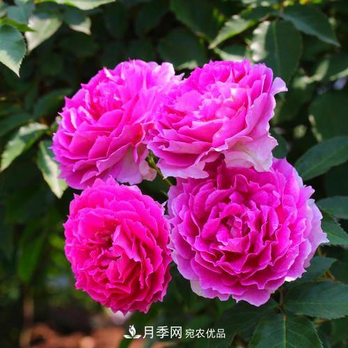 月季是個(gè)龐大的家族，這3種***受歡迎，盛夏開花爆盆(圖1)