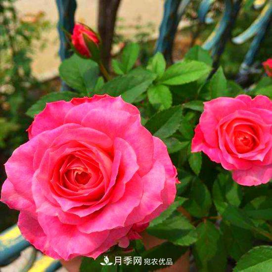 月季是個(gè)龐大的家族，這3種***受歡迎，盛夏開花爆盆(圖3)