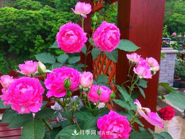 月季是個(gè)龐大的家族，這3種***受歡迎，盛夏開花爆盆(圖4)