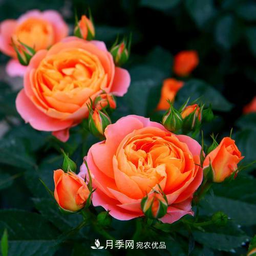 月季是個(gè)龐大的家族，這3種***受歡迎，盛夏開花爆盆(圖2)