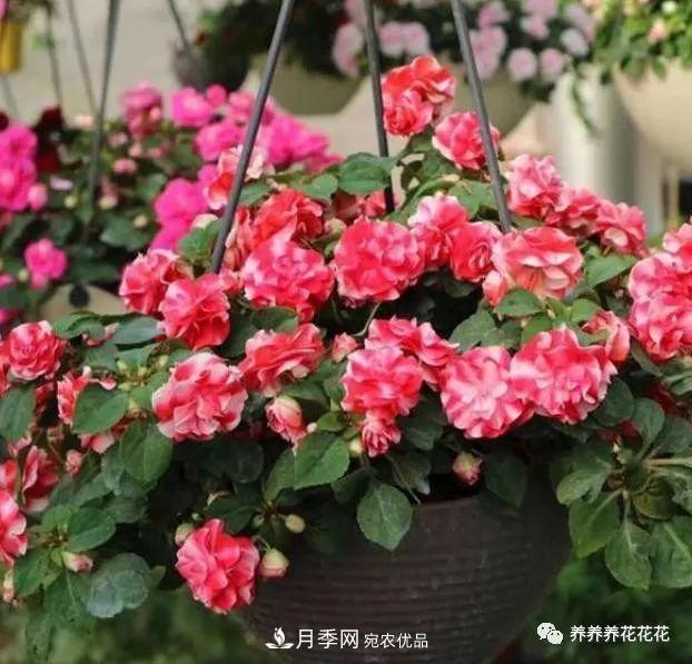 陽臺(tái)種盆它，比月季開花勤，小巧精致好養(yǎng)活，開花重瓣似牡丹(圖1)