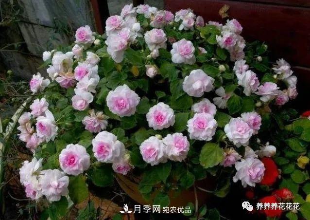 陽臺(tái)種盆它，比月季開花勤，小巧精致好養(yǎng)活，開花重瓣似牡丹(圖2)