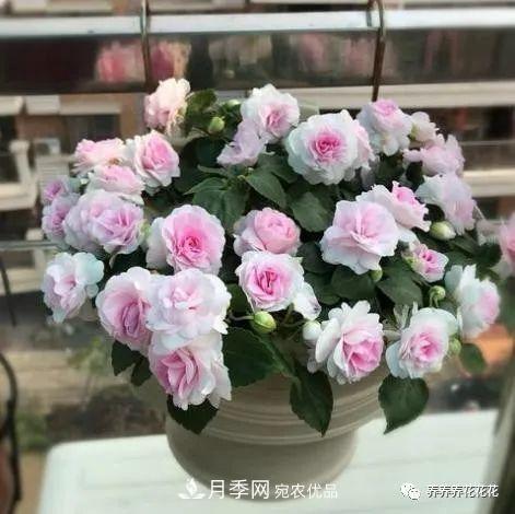 陽臺(tái)種盆它，比月季開花勤，小巧精致好養(yǎng)活，開花重瓣似牡丹(圖4)