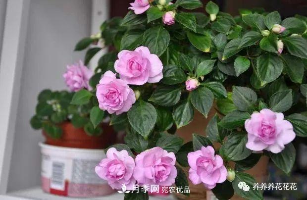 陽臺(tái)種盆它，比月季開花勤，小巧精致好養(yǎng)活，開花重瓣似牡丹(圖3)