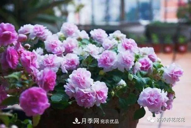 陽臺(tái)種盆它，比月季開花勤，小巧精致好養(yǎng)活，開花重瓣似牡丹(圖5)