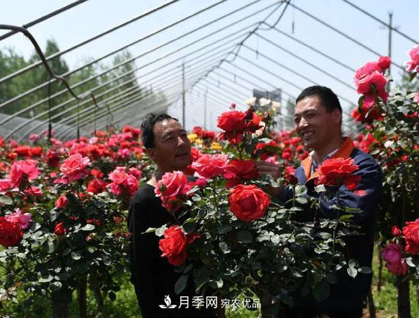 脫貧攻堅看南陽臥龍區(qū) 月季產業(yè)鋪就脫貧路(圖2)