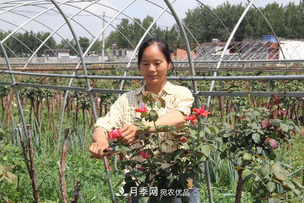 脫貧攻堅看南陽臥龍區(qū) 月季產業(yè)鋪就脫貧路(圖1)