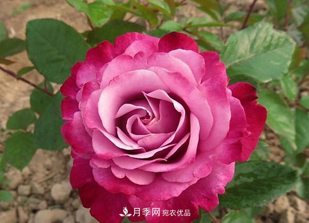 ***美的波浪邊月季，又香又勤花，種植無(wú)難度，非常適合新手(圖11)