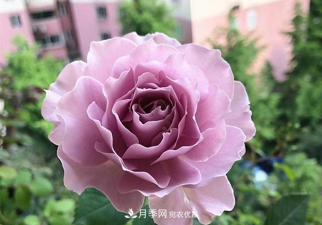 ***美的波浪邊月季，又香又勤花，種植無(wú)難度，非常適合新手(圖1)