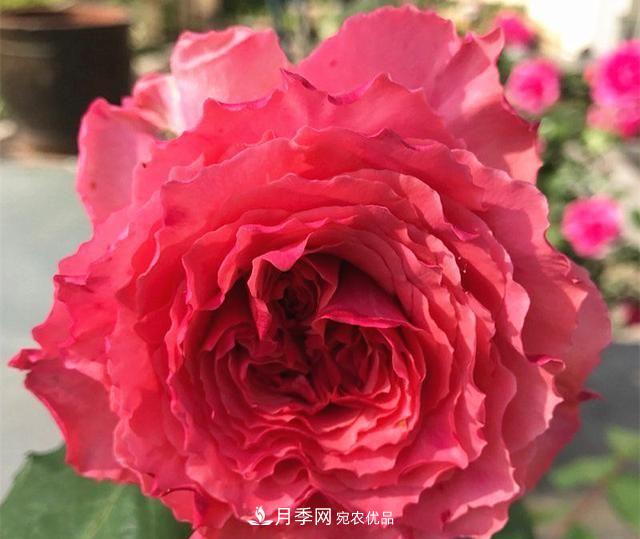 ***美的波浪邊月季，又香又勤花，種植無(wú)難度，非常適合新手(圖10)