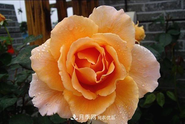 ***美的波浪邊月季，又香又勤花，種植無(wú)難度，非常適合新手(圖5)