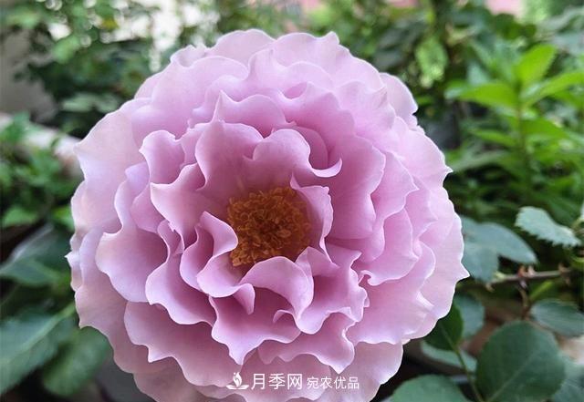 ***美的波浪邊月季，又香又勤花，種植無(wú)難度，非常適合新手(圖2)