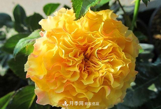 ***美的波浪邊月季，又香又勤花，種植無(wú)難度，非常適合新手(圖8)