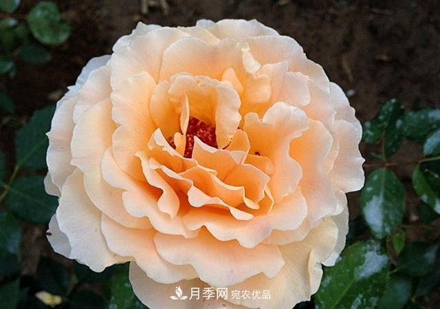 ***美的波浪邊月季，又香又勤花，種植無(wú)難度，非常適合新手(圖6)