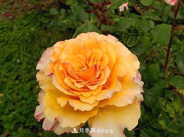 ***美的波浪邊月季，又香又勤花，種植無(wú)難度，非常適合新手(圖7)