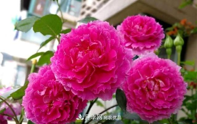 ***美的波浪邊月季，又香又勤花，種植無(wú)難度，非常適合新手(圖4)