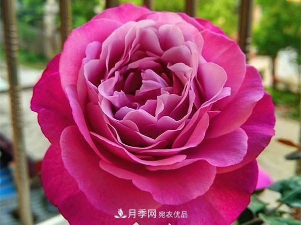 ***美的波浪邊月季，又香又勤花，種植無(wú)難度，非常適合新手(圖12)
