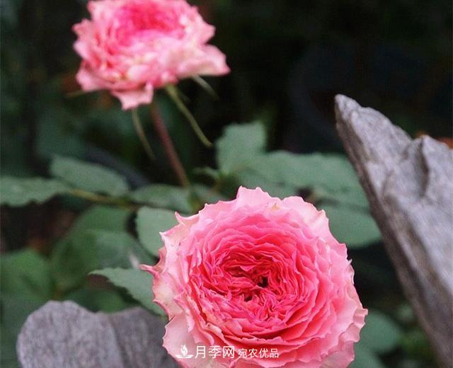 ***美的波浪邊月季，又香又勤花，種植無(wú)難度，非常適合新手(圖9)