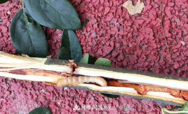 立秋后，園林養(yǎng)護一定要注意這4點，這樣苗木才能長得好(圖4)
