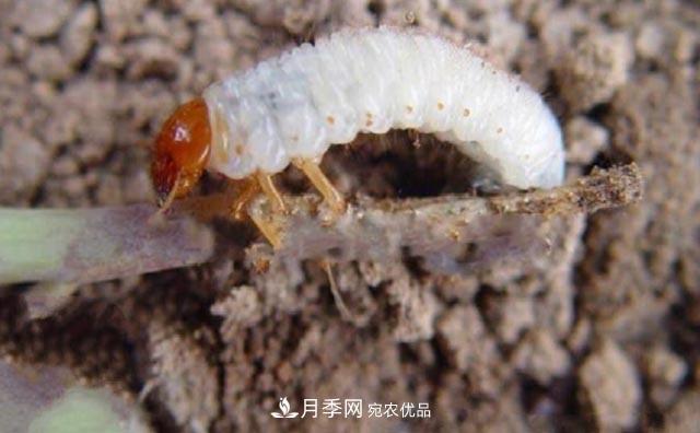 立秋后，園林養(yǎng)護一定要注意這4點，這樣苗木才能長得好(圖5)