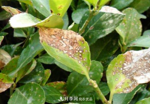 立秋后，園林養(yǎng)護一定要注意這4點，這樣苗木才能長得好(圖3)