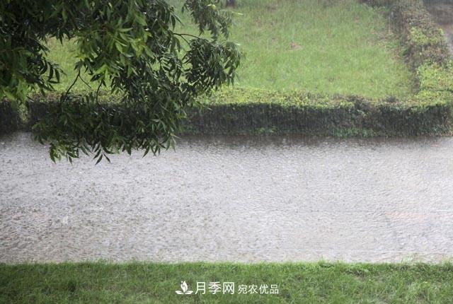 立秋后，園林養(yǎng)護一定要注意這4點，這樣苗木才能長得好(圖2)