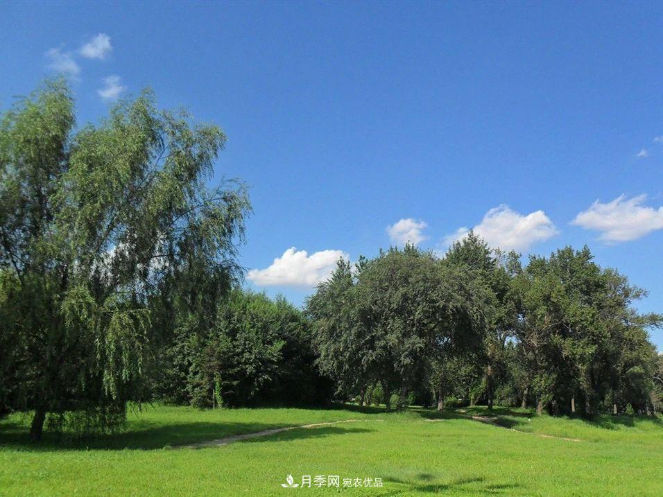 苗木價(jià)格漲了，為什么還是不掙錢？(圖1)