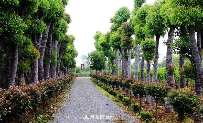 2020年苗木生意到底要如何做下去？(圖1)