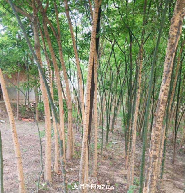 苗木市場是否真的進入寒冬？農(nóng)戶地里的樹苗真的只能燒柴火了？(圖1)