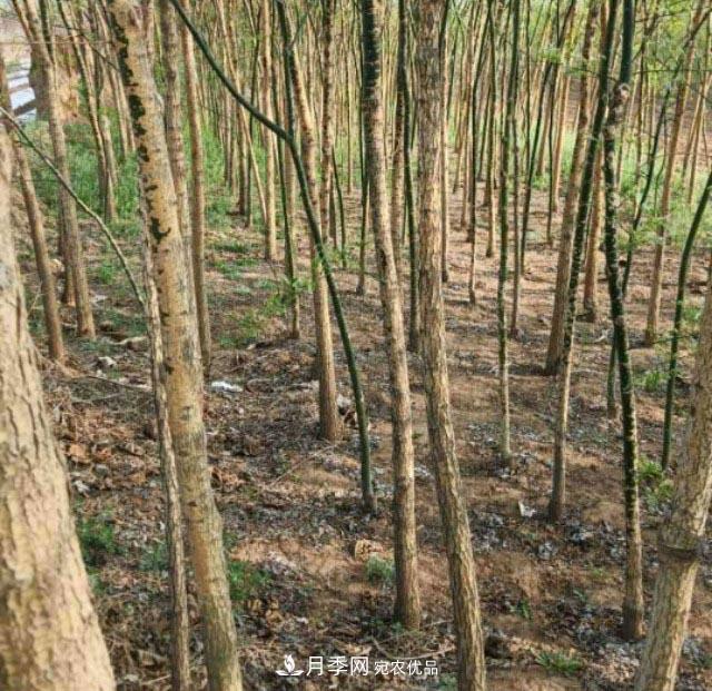 苗木市場是否真的進入寒冬？農(nóng)戶地里的樹苗真的只能燒柴火了？(圖2)