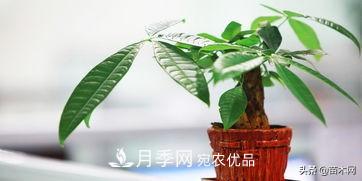 家里選擇這幾種花木，與什么風(fēng)格都搭配(圖3)