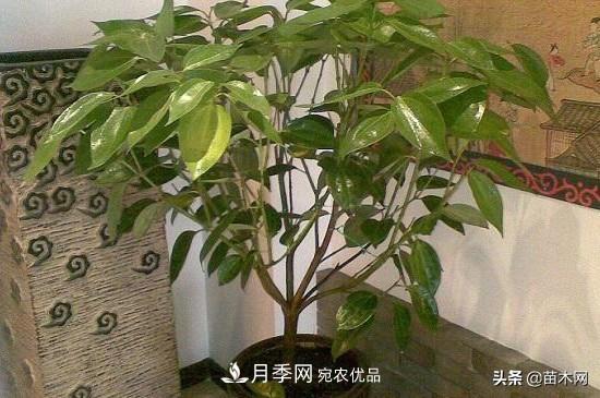 家里選擇這幾種花木，與什么風(fēng)格都搭配(圖1)