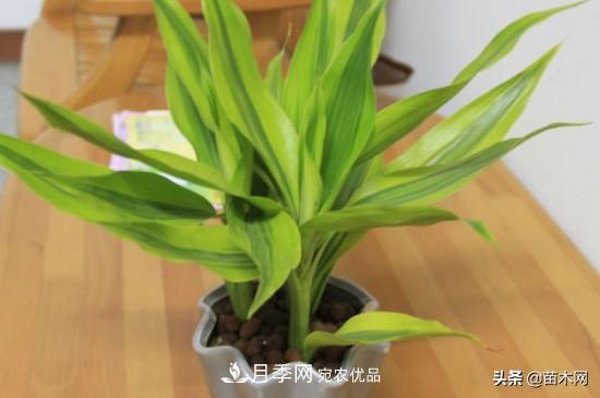 家里選擇這幾種花木，與什么風(fēng)格都搭配(圖2)