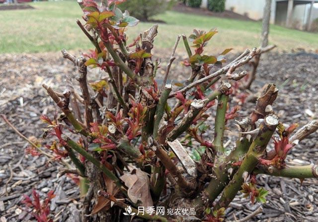 為何月季一剪就死？是修剪時間還是方法不對？月季修剪6大禁忌(圖4)