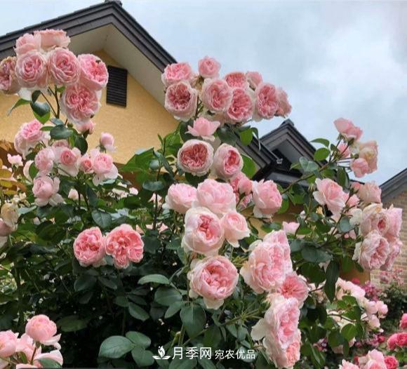 秋天養(yǎng)月季做好4方面，筍芽多開花旺(圖1)