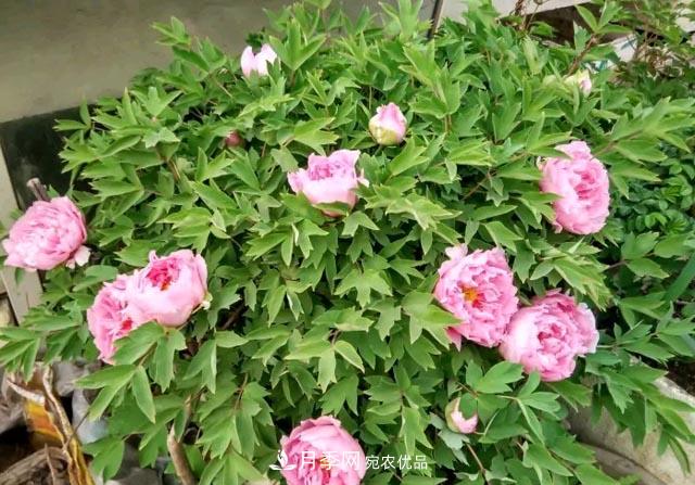 洛陽牡丹花種植中的一點小建議，有幫助必看(圖2)