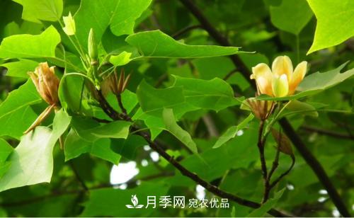 你所不了解的木蘭科植物，含笑，鵝掌楸，木蓮(圖2)