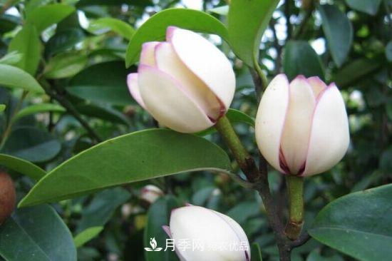 你所不了解的木蘭科植物，含笑，鵝掌楸，木蓮(圖1)