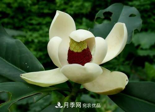 你所不了解的木蘭科植物，含笑，鵝掌楸，木蓮(圖3)