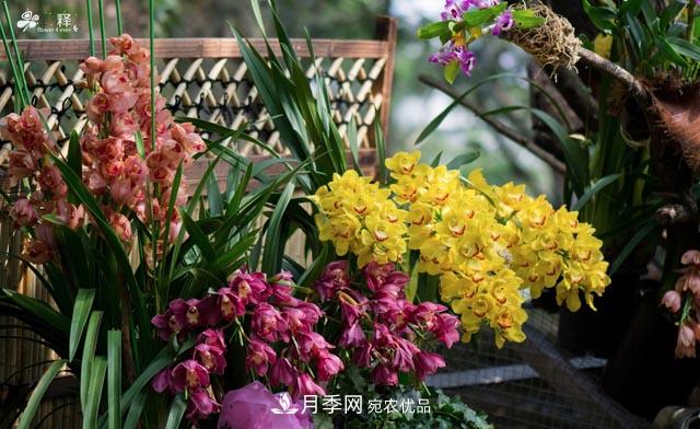世界第二大植物家族，總共800個(gè)屬，說(shuō)一說(shuō)蘭花那點(diǎn)事(圖1)